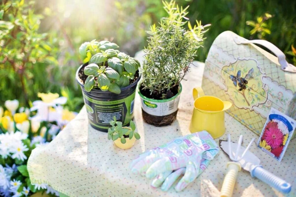 Gardening tips for beginners