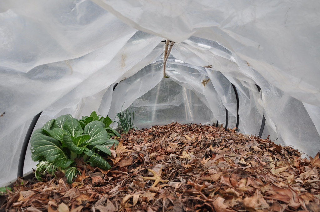 mulch in field